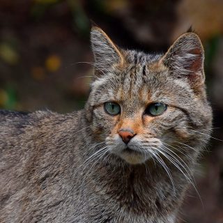 https://greenclimat.fr/wp-content/uploads/2024/07/testimonials_1-green-climat-320x320.jpg